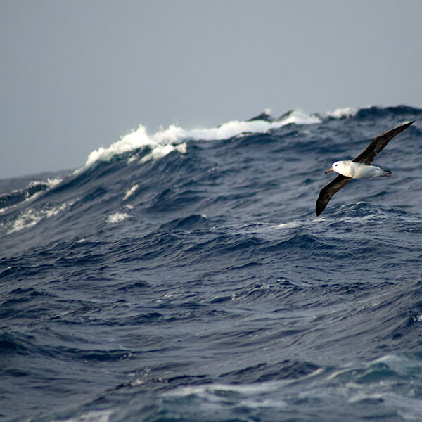 Wind propulsion